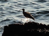 2014.10.04 Whimbrel.JPG