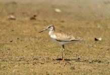 redshank DB MP rx100M3 stx95 c_DSC5423.jpg