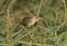 plain prinia MP rx100M3 stx95_DSC5138.jpg