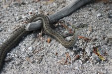 2014_08_11 (7)_Western_Terrestrial_Garter_Snake (800x533).jpg