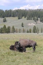 2014_08_11 (8a)_American_Bison (533x800).jpg