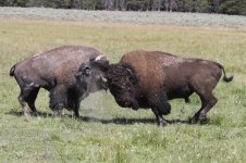 2014_08_11 (8d)_American_Bison (800x533).jpg