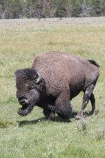 2014_08_11 (8f)_American_Bison (533x800).jpg