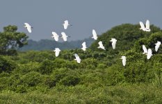 cattle egrets flight MP D810 500mm_DSC1763.jpg