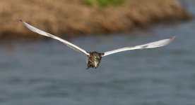 chinese pond heron flight MP D810 500mm_DSC1550.jpg