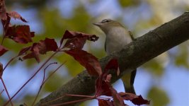 Vireo ID1.jpg