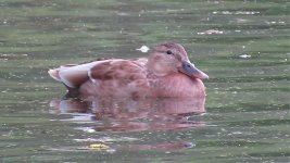 Brown duck vlcsnap-2014-10-05-09h19m05s135.jpg