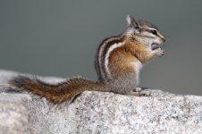 2014_08_12 (2)_Yellow-pine_Chipmunk (800x533).jpg