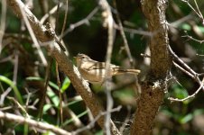 china-warbler-1-05-07.jpg