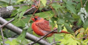 Cardinal Moult.JPG