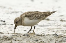 Temminck's-Stint-006.jpg