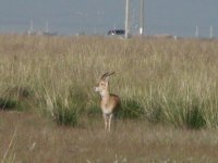 prz gazelle.jpg