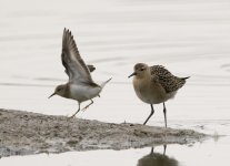 Temminck's-Stint-&-Ruff-003.jpg