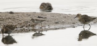 Temminck's-Stint-7Ruff&Snipe-001.jpg