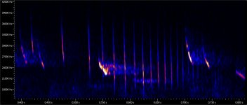 Myotis feeding buzz.jpg