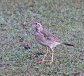 Pipit3.jpg