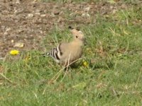 Hoopoe1.jpg