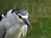 bc night heron  KP HK 1365mm 2x c IMG_7145.jpg