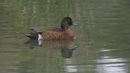 Chestnut Teal.jpg