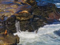 seals waves la jolla CA sx60hs hdr.jpg