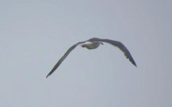 gull2c.JPG