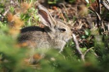 2014_08_13 (1)_Eastern_Cottontail (800x533).jpg