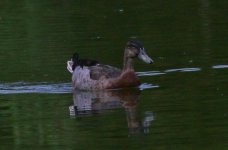 140822024 Nara Ponds.jpg