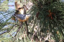 2014_08_13 (1a)_Red-breasted_Nuthatch (800x533).jpg