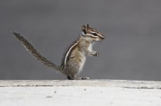 09_08_2014_Least_Chipmunk (800x533).jpg