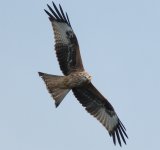 Red Kite 1.jpg