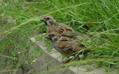 IMG_6744 Tree Sparrow @ RDBT - moulting.JPG