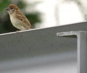 IMG_6749 Tree Sparrow @ RDBT.JPG