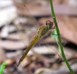 IMG_6758 Wandering Glider @ RDBT.JPG