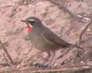 siberian_rubythroat2.jpg