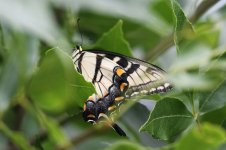 2014_08_13 (6a)_Swallowtail_sp (800x533).jpg