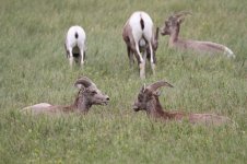 2014_08_13 (7a)_Bighorn_Sheep (800x533).jpg