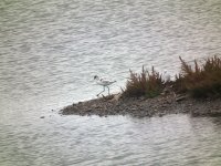 Avocet060114(2).jpg