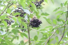 Elderberries Nice and juicy 2014.jpg