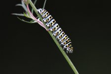 Caterpillar_IMG_5608.jpg