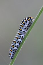 Caterpillar_IMG_5618.jpg