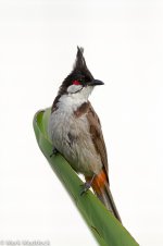 7D_2014-08-04_0204_01_Hong Kong_Red-whiskered Bulbul.jpg