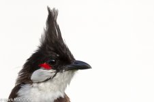 7D_2014-08-04_0204_02_Hong Kong_Red-whiskered Bulbul.jpg