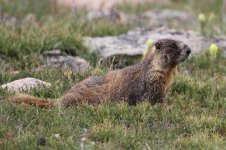 2014_08_03 (11)_Yellow-bellied_Marmot (800x533).jpg