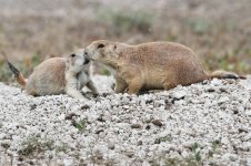 2014_08_13 (11)_Black-tailed_Prairie_Dog (800x533).jpg