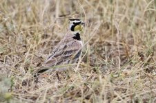 2014_08_13 (11a)_Horned_Lark (800x533).jpg