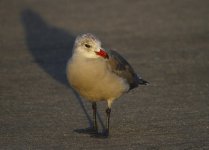 heerman's gull.JPG