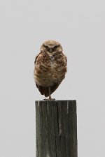 2014_08_13 (12)_Burrowing_Owl (534x800).jpg