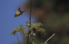 warbler in flight.JPG