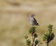 western bluebird juv.JPG