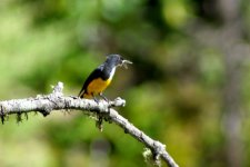 yellow-bellied_flowerpecker.jpg